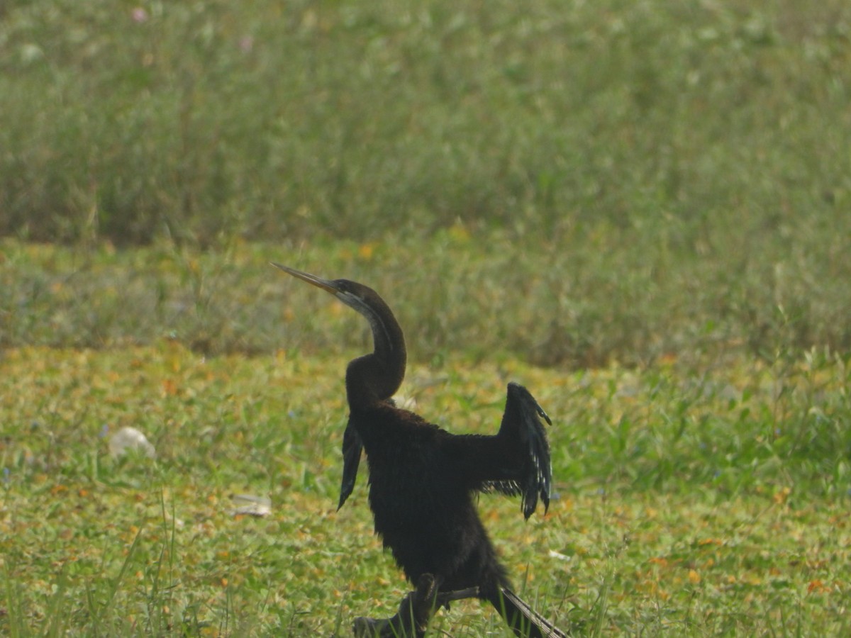 Oriental Darter - ML647285927