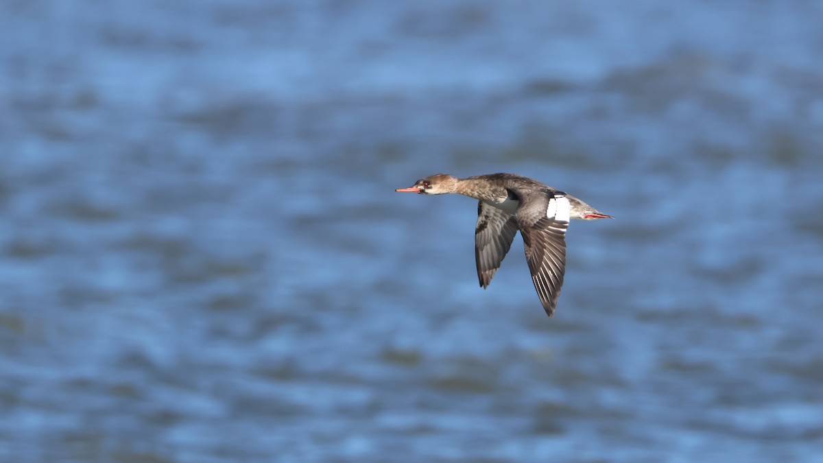 Smergo minore - ML647285930