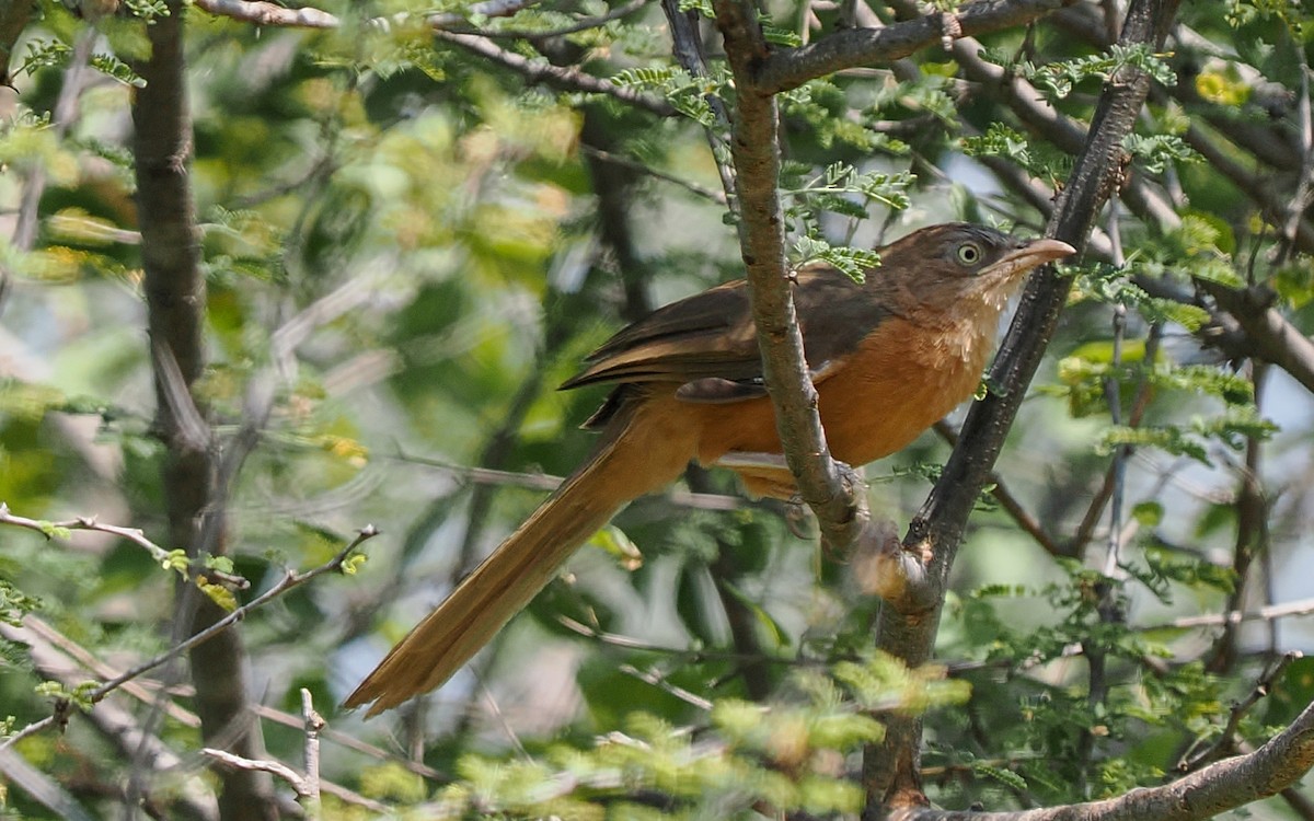 Rufous Chatterer - ML647285939