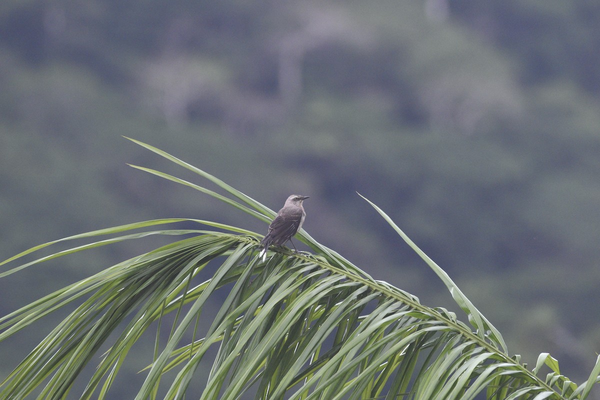 Tropikal Taklitçi - ML647285945