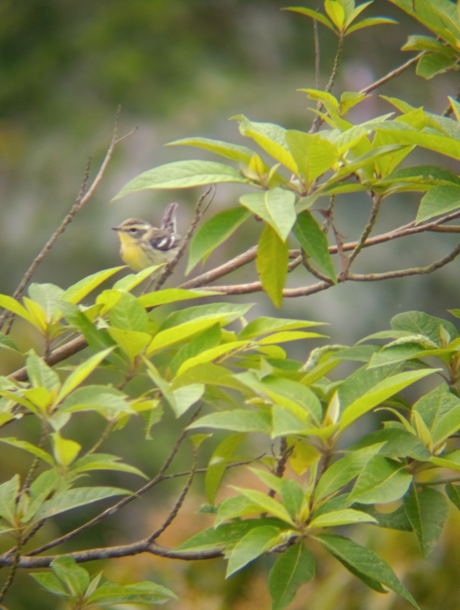Blackburnian Warbler - ML647285946