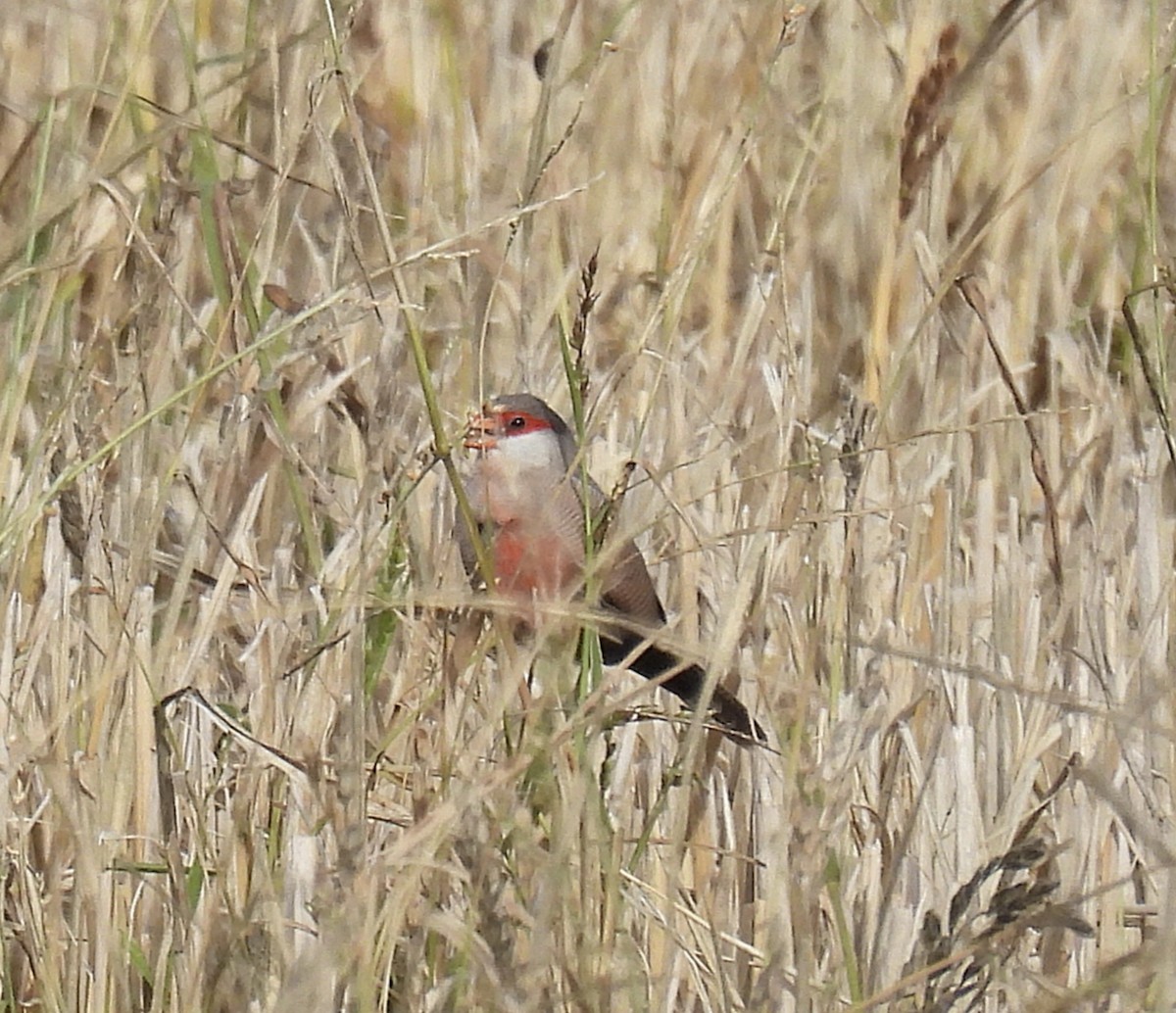 Common Waxbill - ML647285952