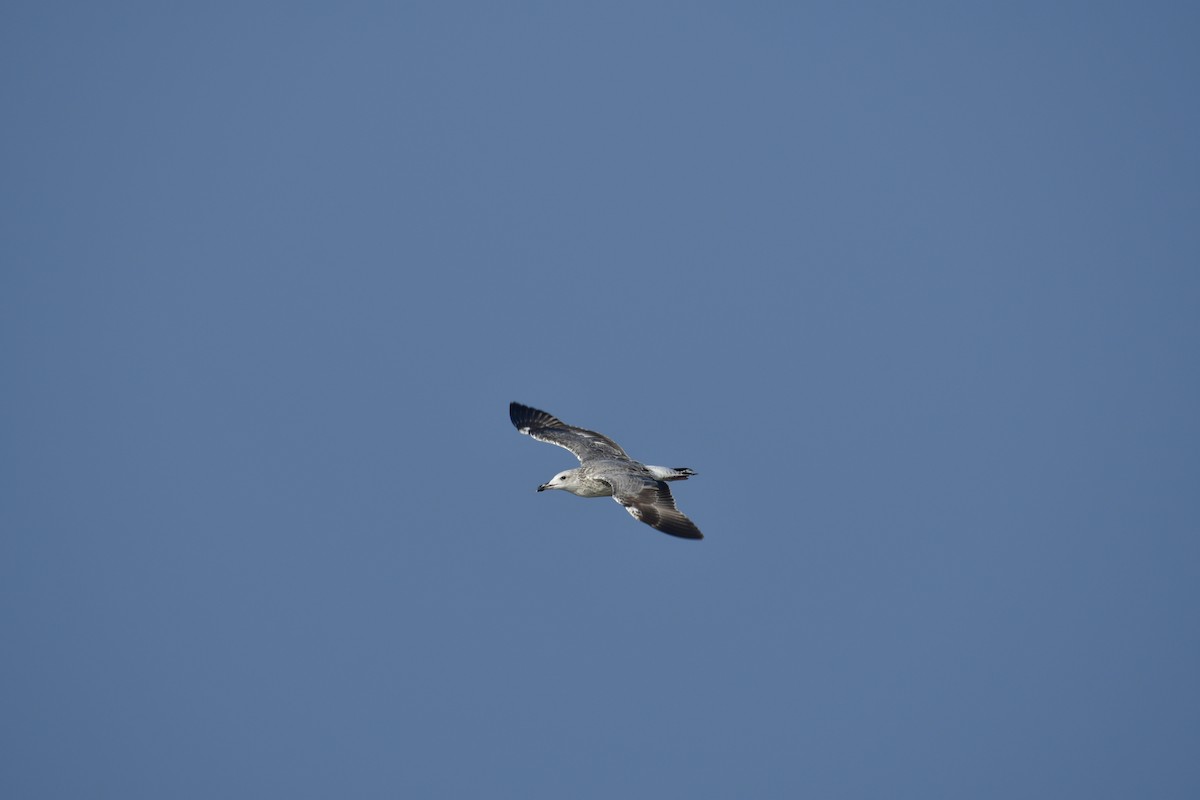 ニシセグロカモメ - ML647285954