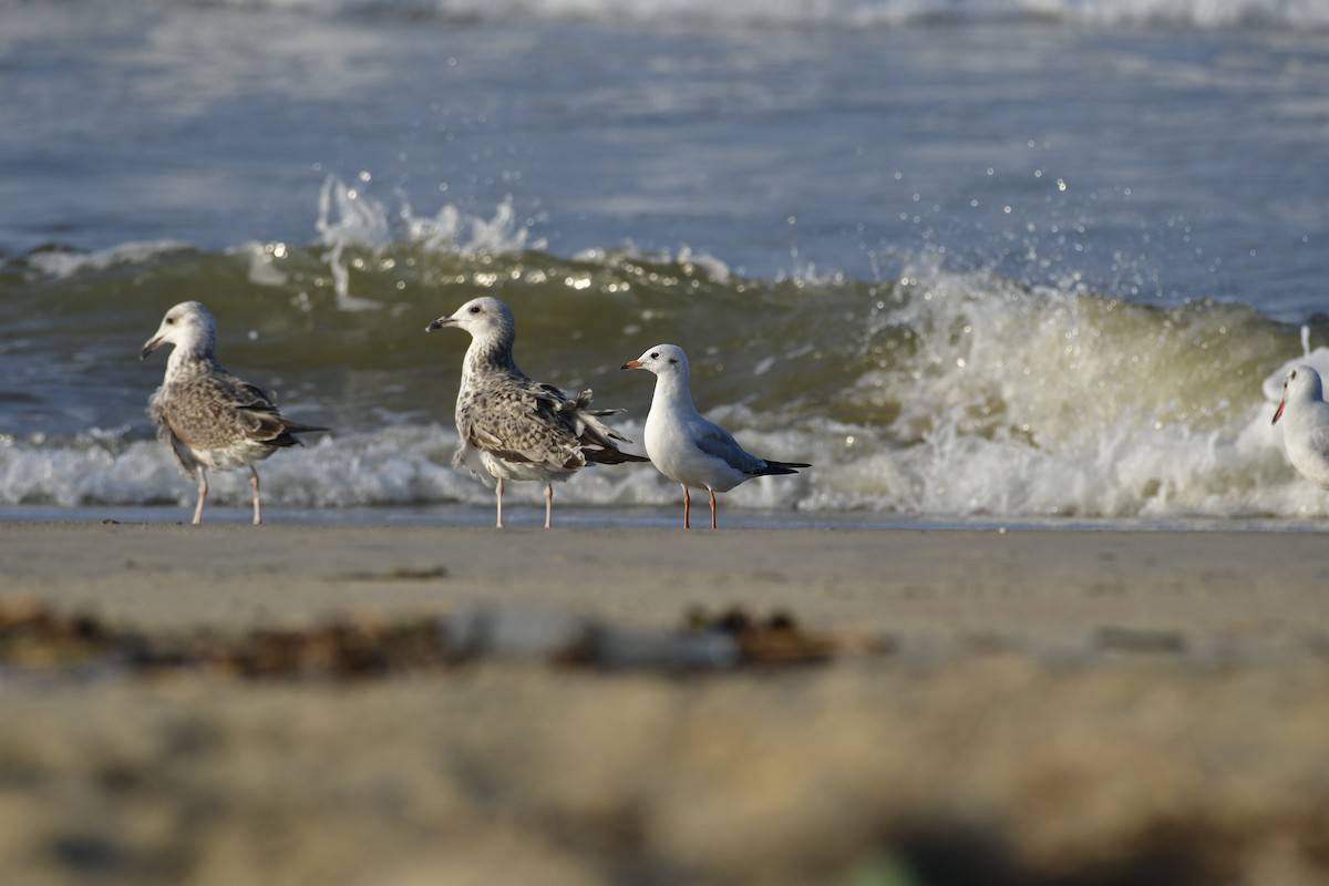 ニシセグロカモメ - ML647285955