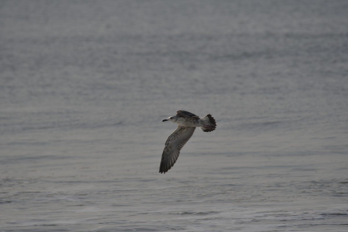 ニシセグロカモメ - ML647285956