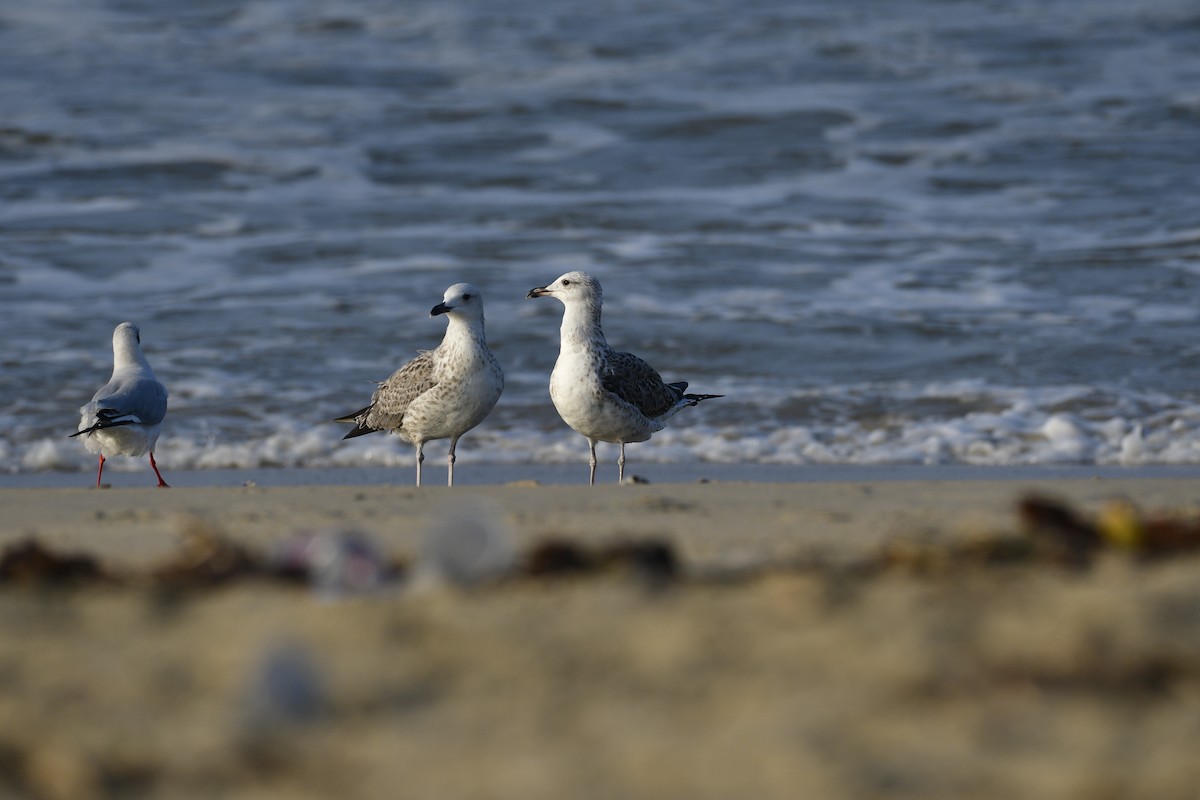 ニシセグロカモメ - ML647285957