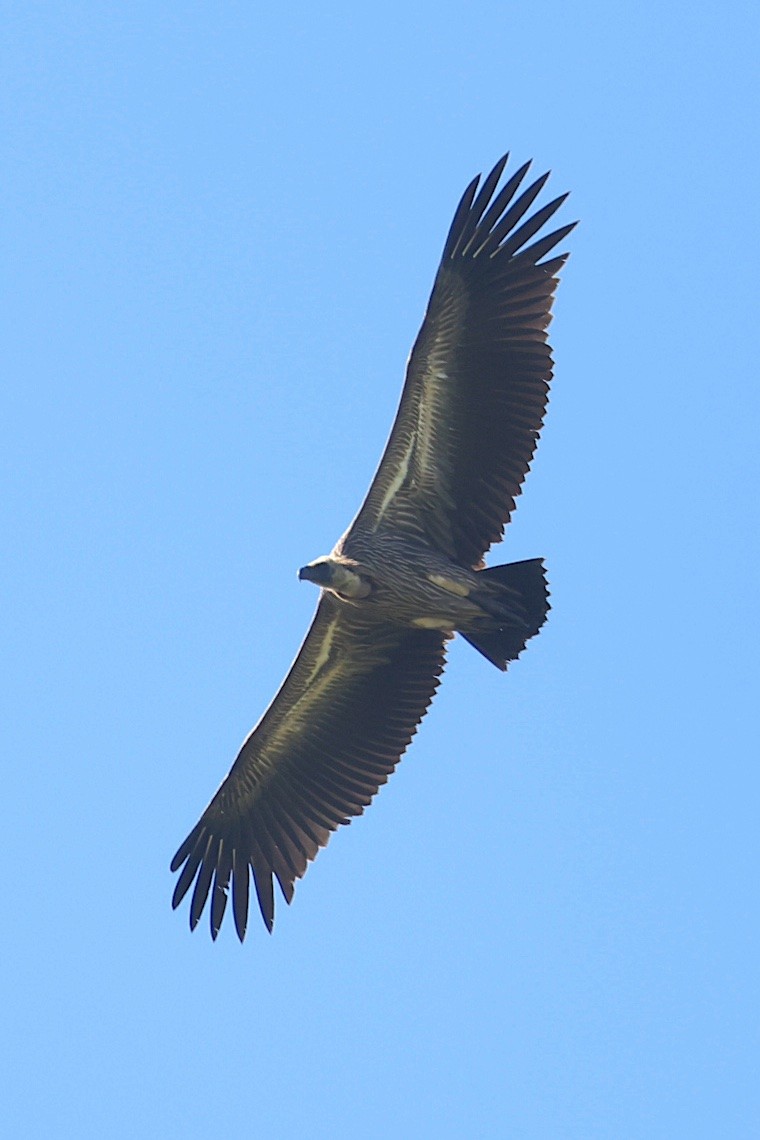 White-backed Vulture - ML647285959