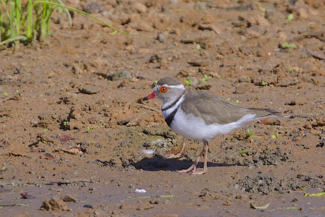 ミスジチドリ（tricollaris） - ML647285964