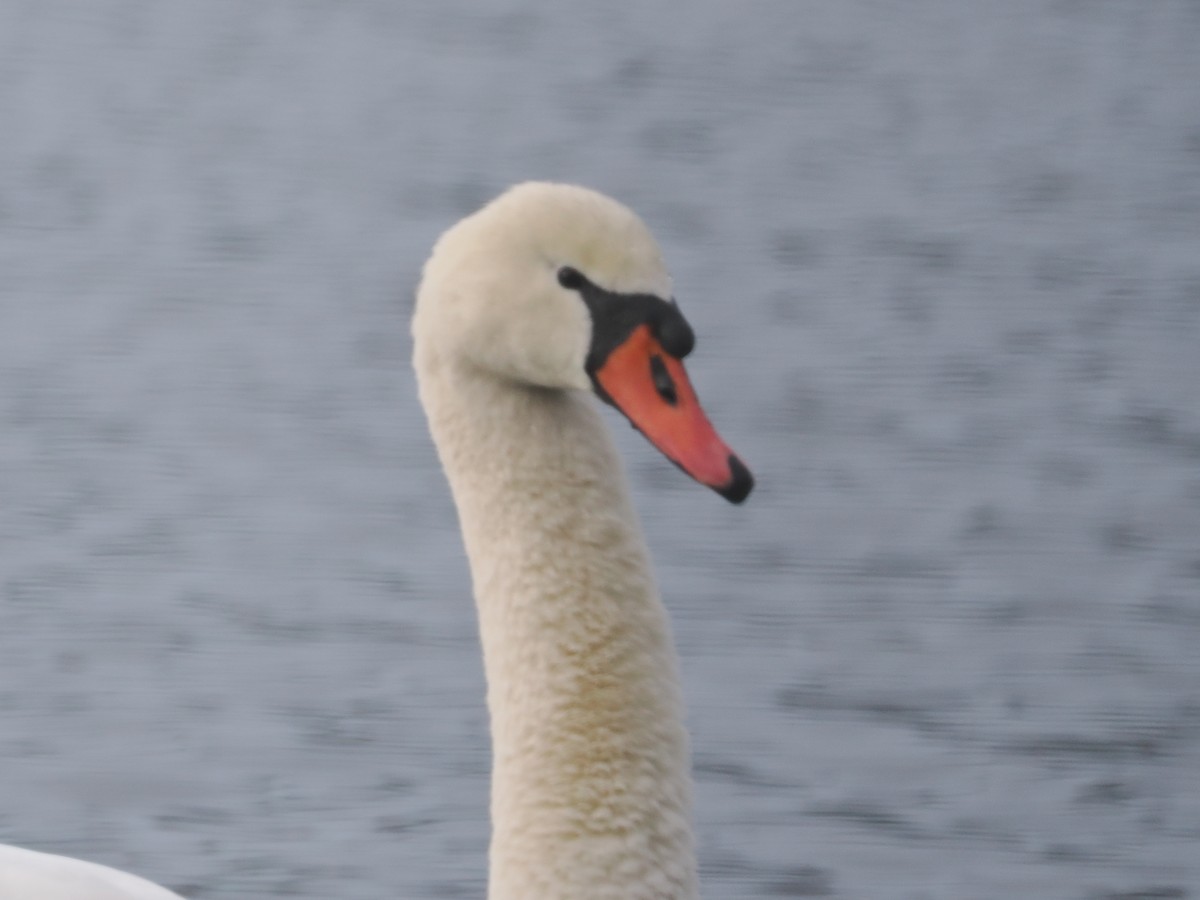 疣鼻天鵝 - ML647285965