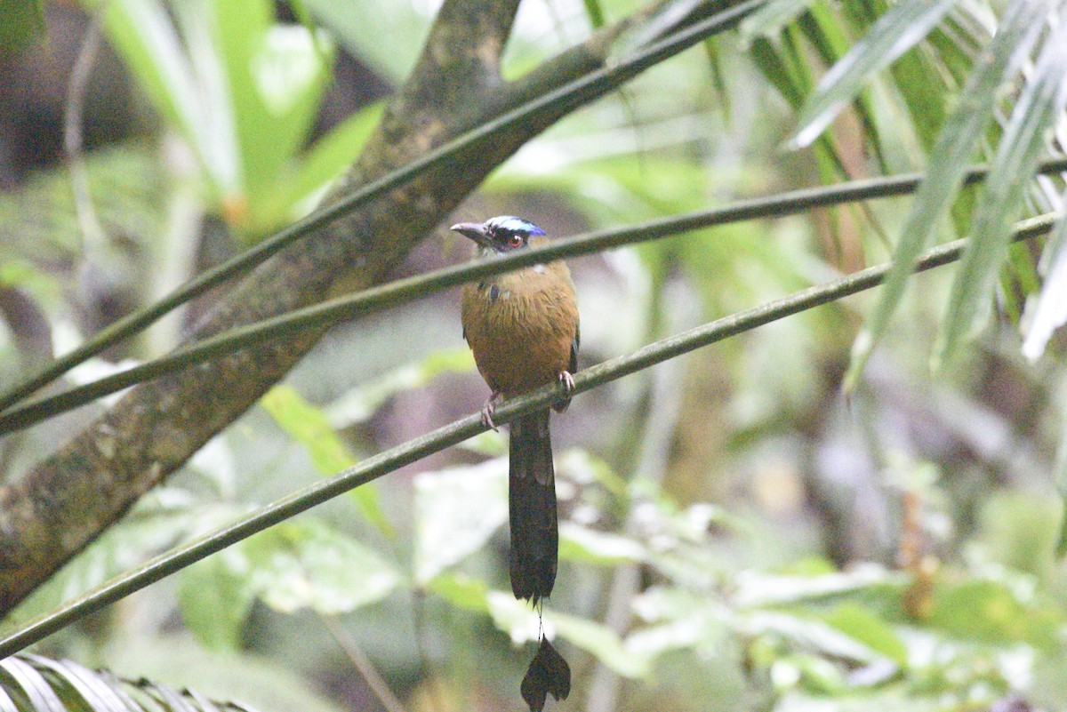 karamellmotmot - ML647285969