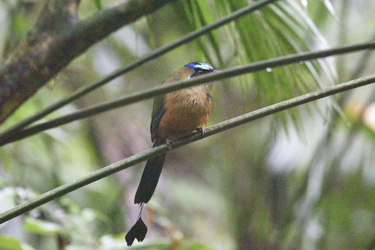 karamellmotmot - ML647285971