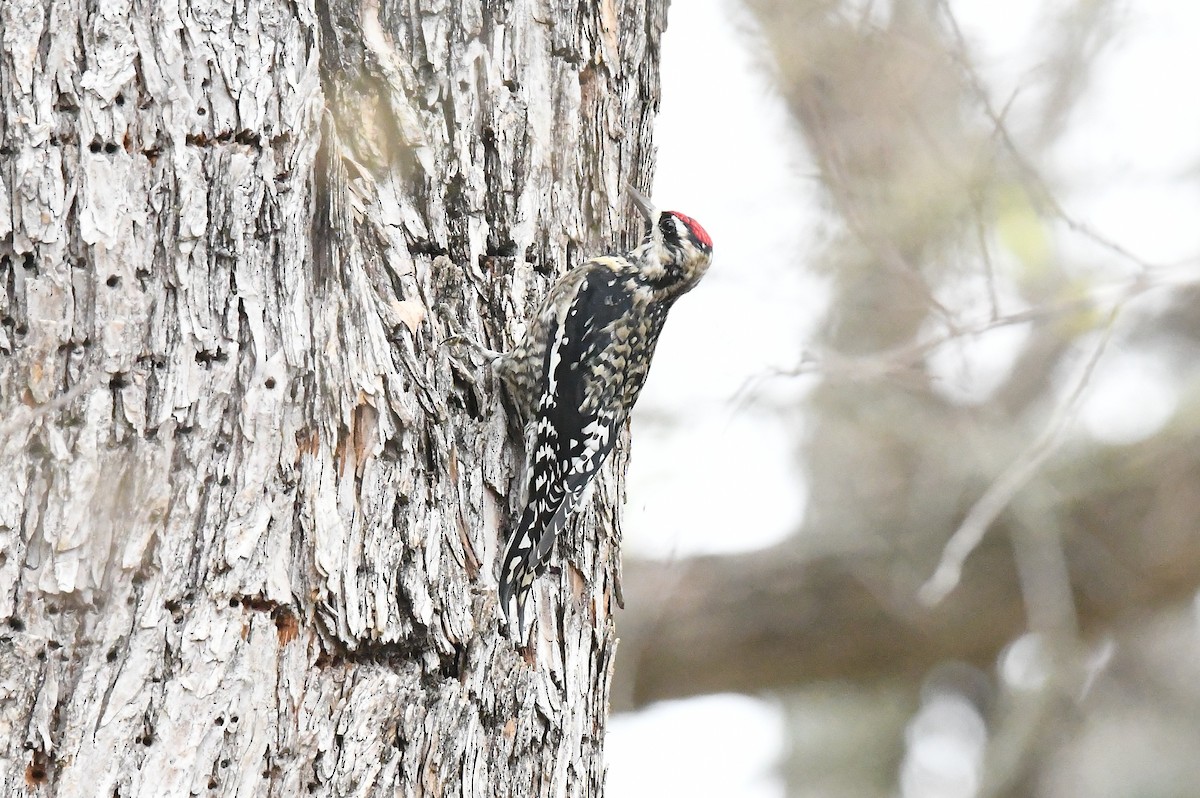 נקר צהוב-בטן - ML647285979