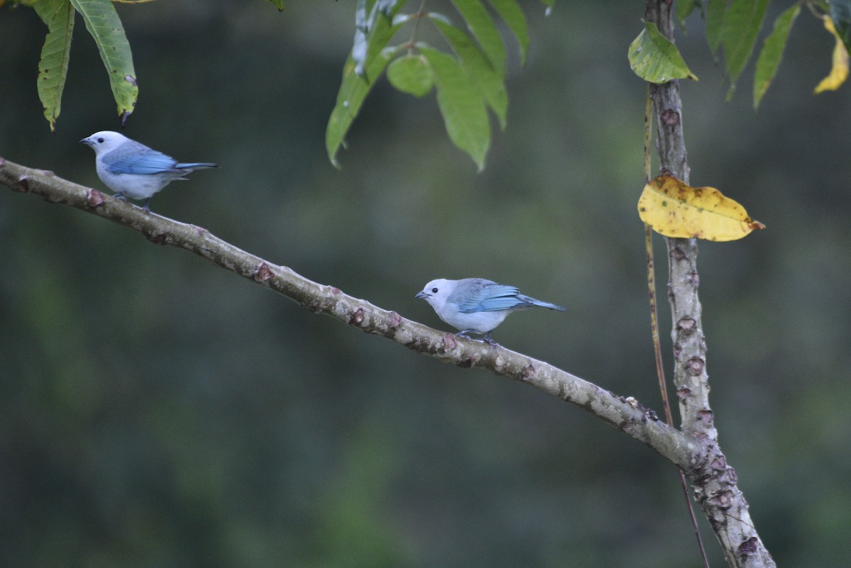 bispetanagar - ML647285980