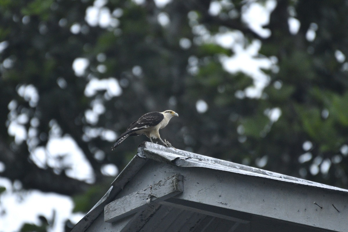 kremkarakara - ML647285983