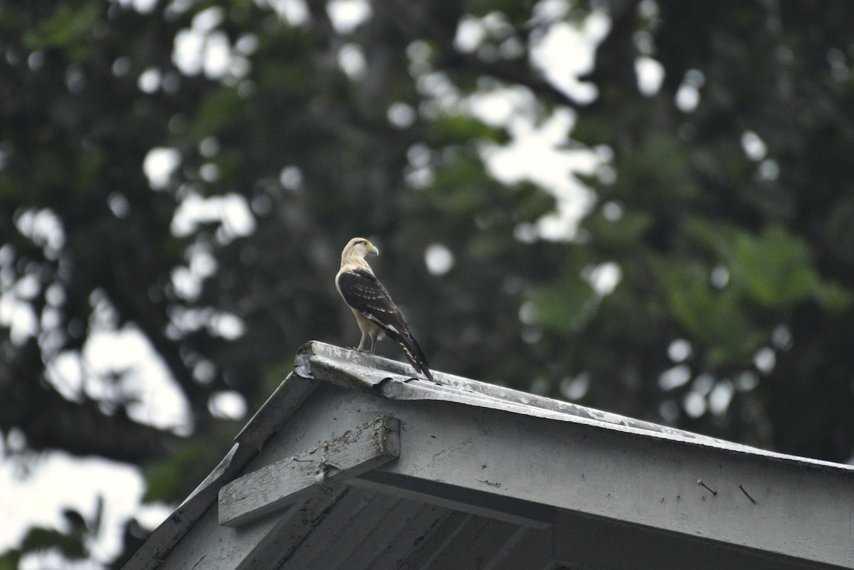 kremkarakara - ML647285985