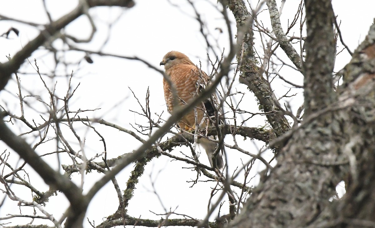 Red-shouldered Hawk - ML647285991