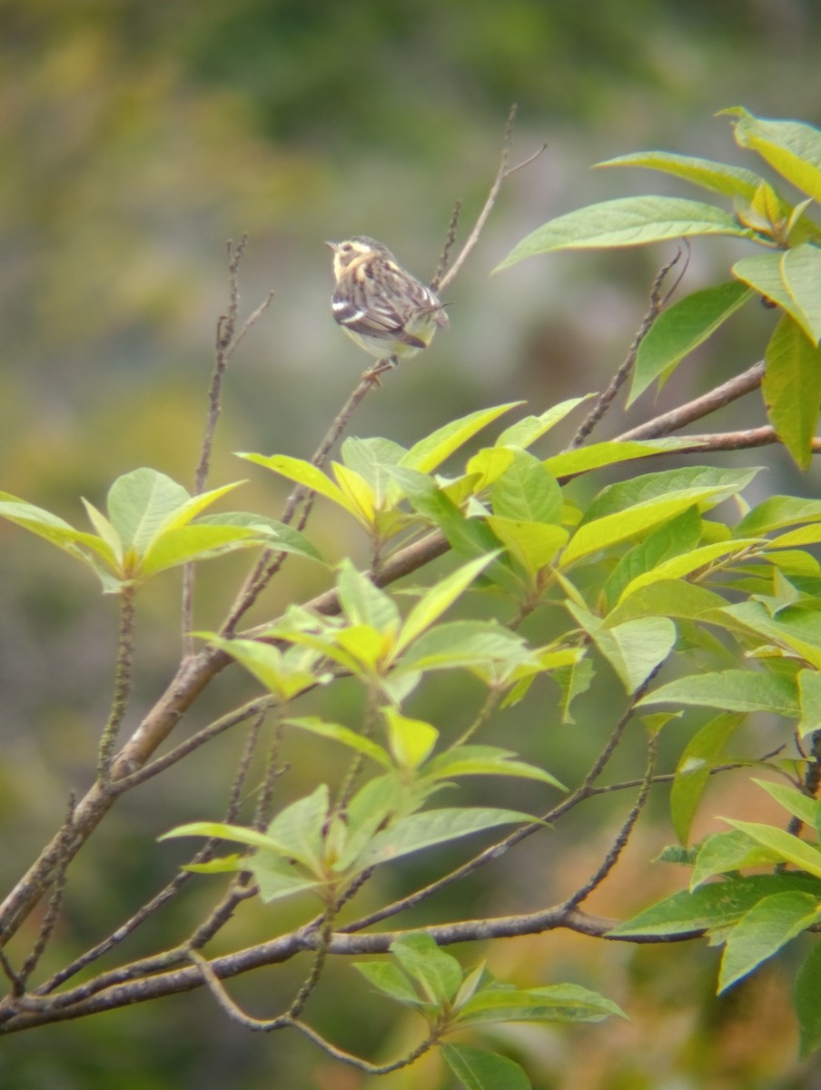 hemlokkparula - ML647285992