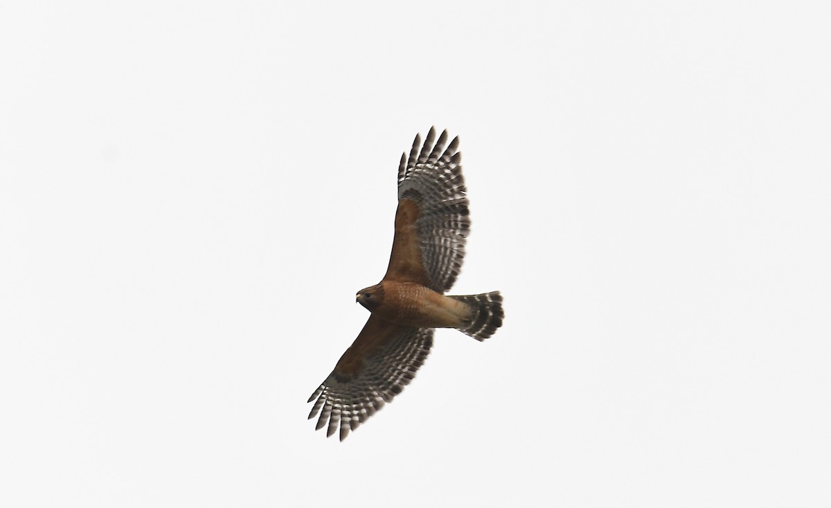 rødvingevåk - ML647285993