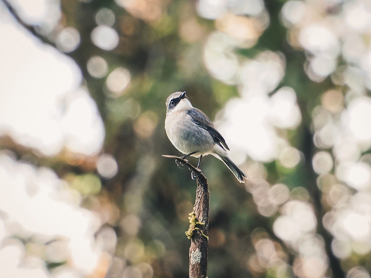 jernskvett - ML647285996