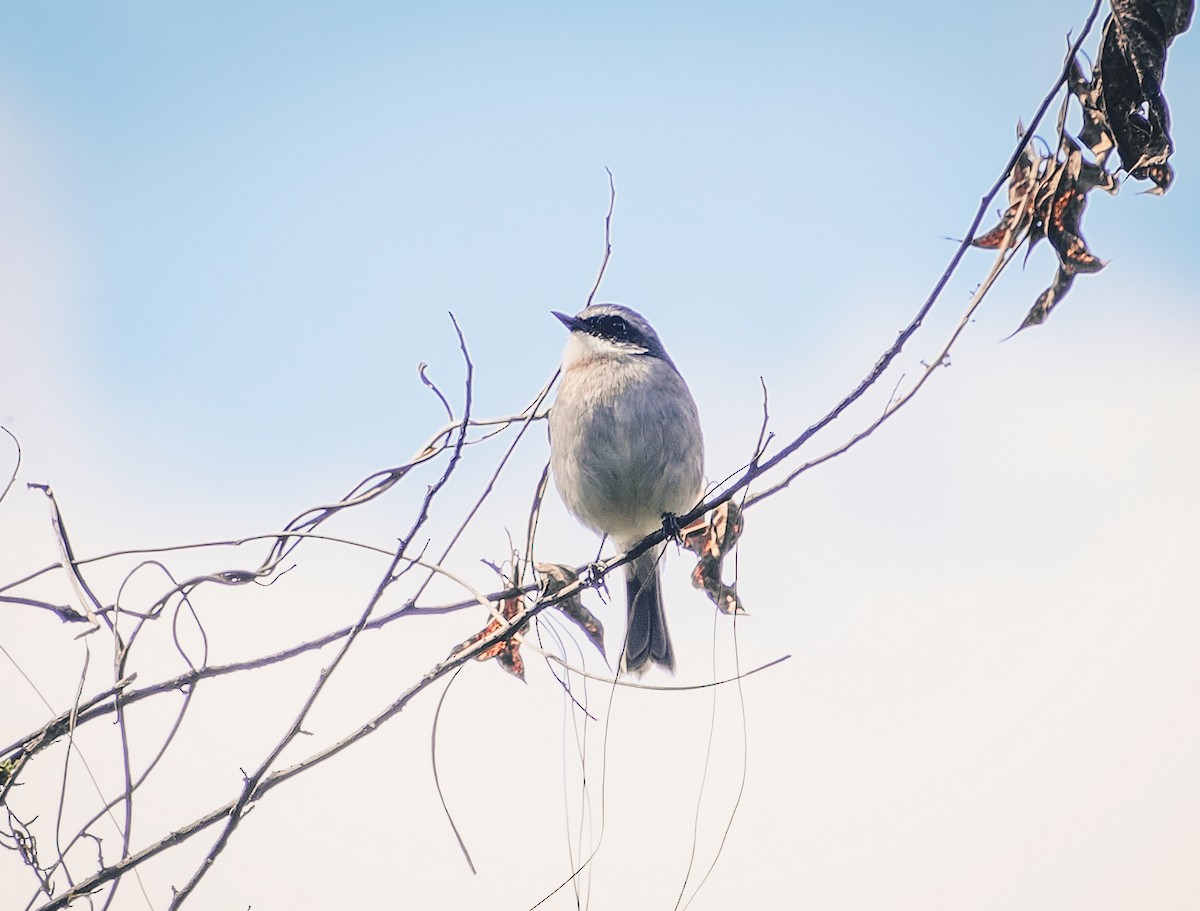 jernskvett - ML647285997