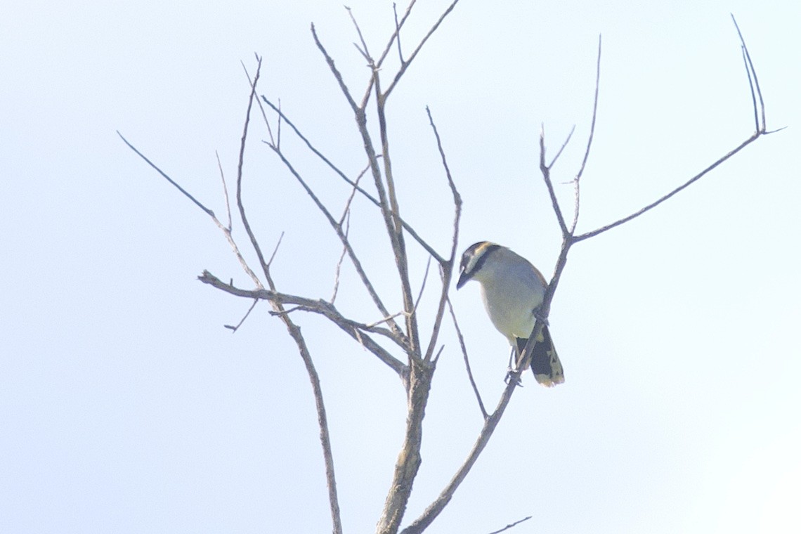 svartkronesjagra - ML647285998