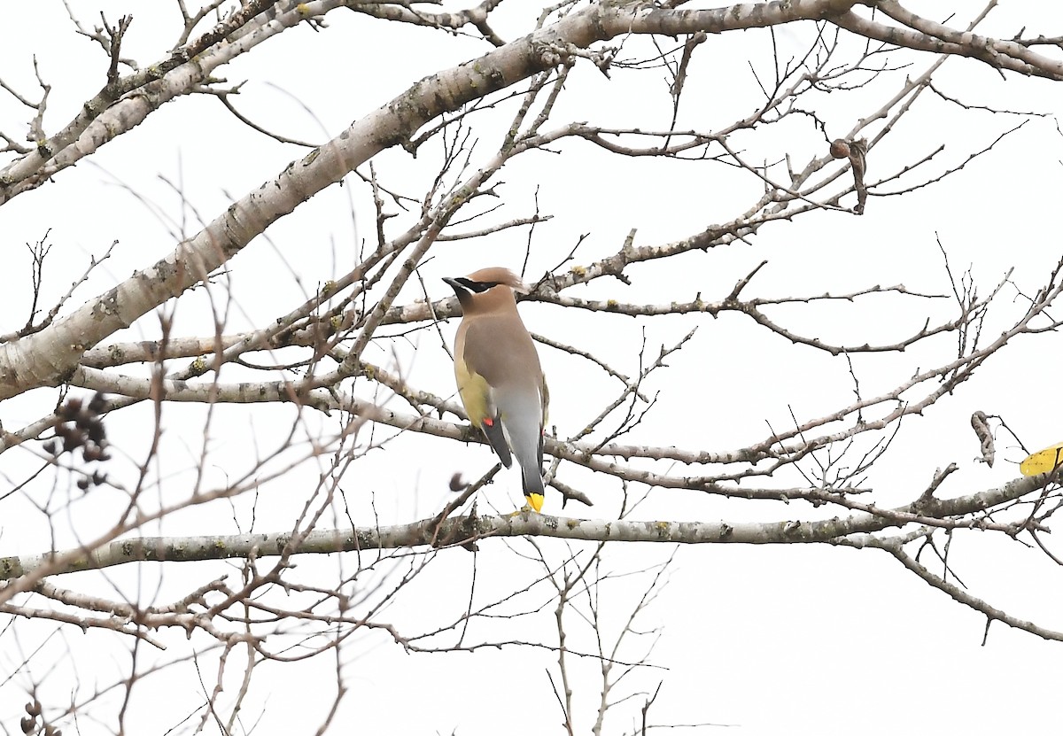 einersidensvans - ML647286001