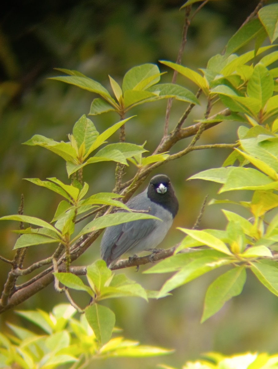 svartmasketanagar - ML647286002