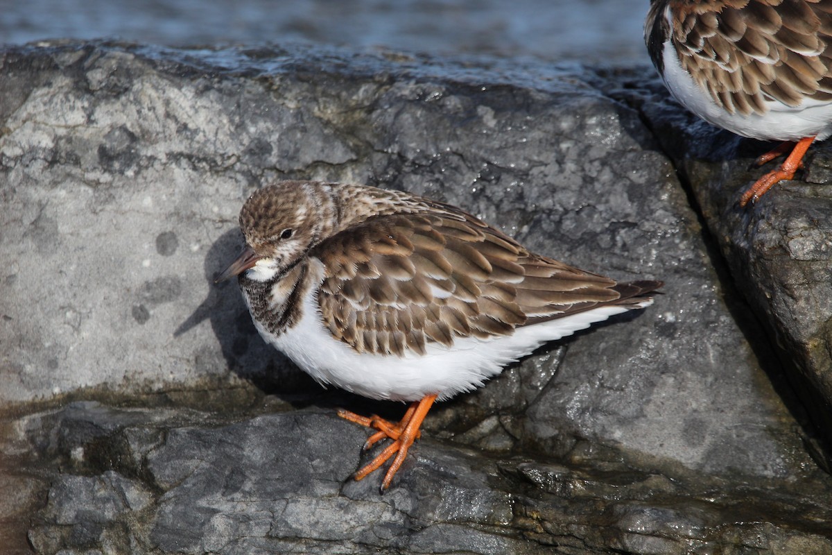 steinvender - ML647286003