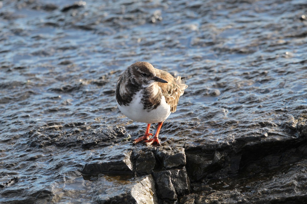 steinvender - ML647286004