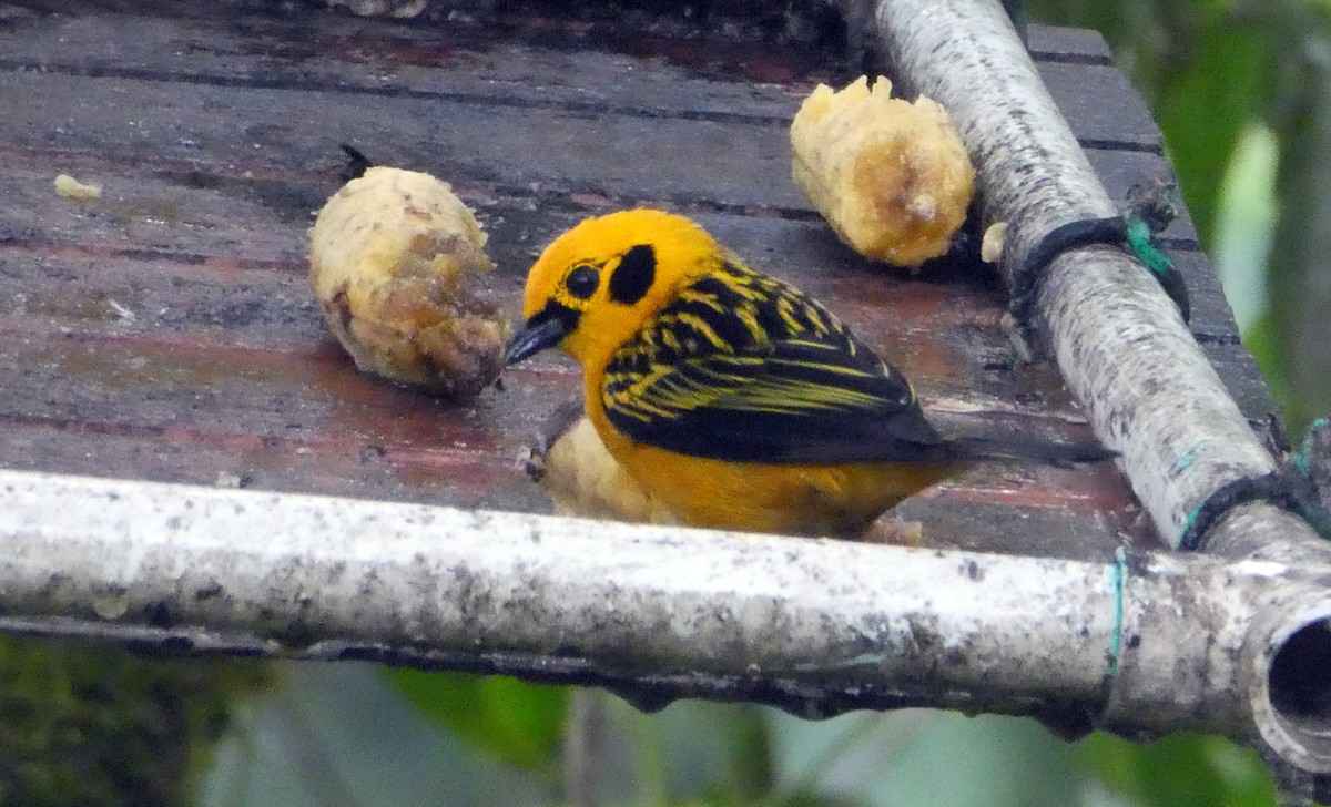 gulltanagar - ML647286006