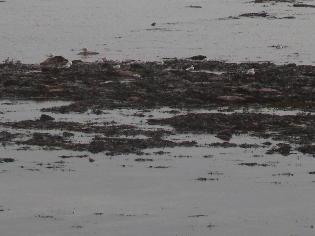 isfugl - ML647286007