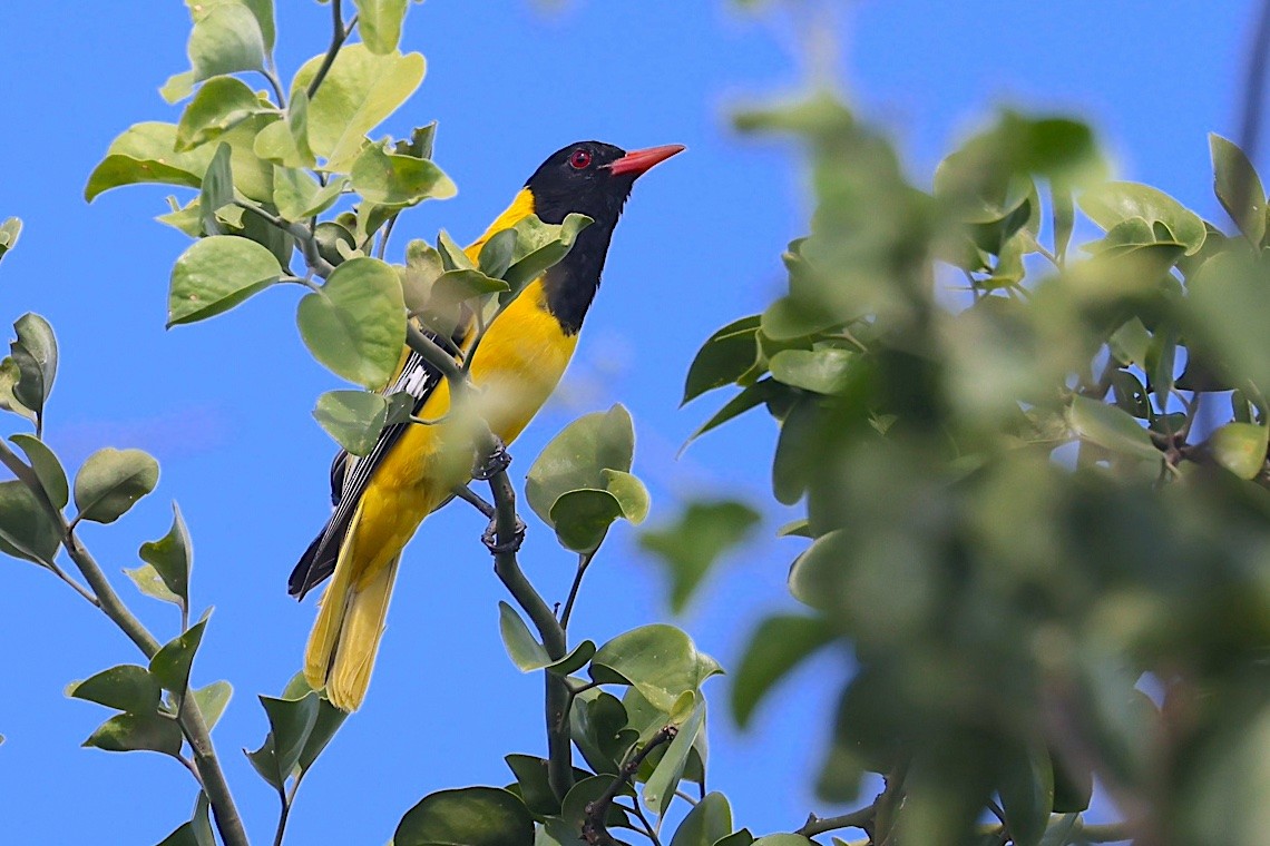 savannepirol - ML647286008