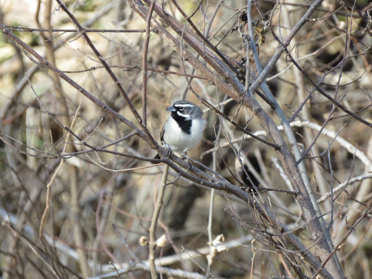 ノドグロヒメドリ - ML647286012