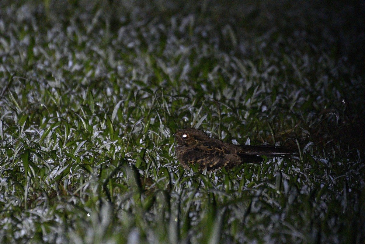 pauraquenattravn - ML647286013