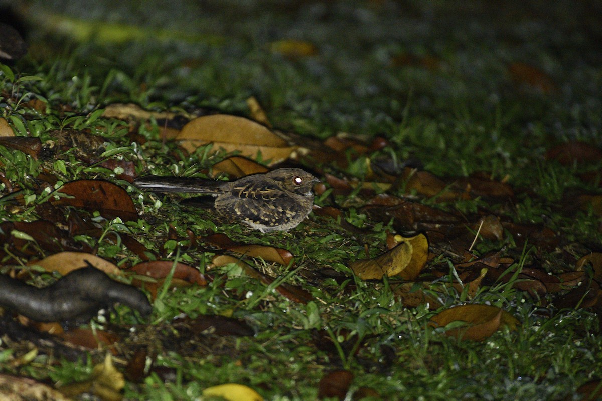 pauraquenattravn - ML647286014