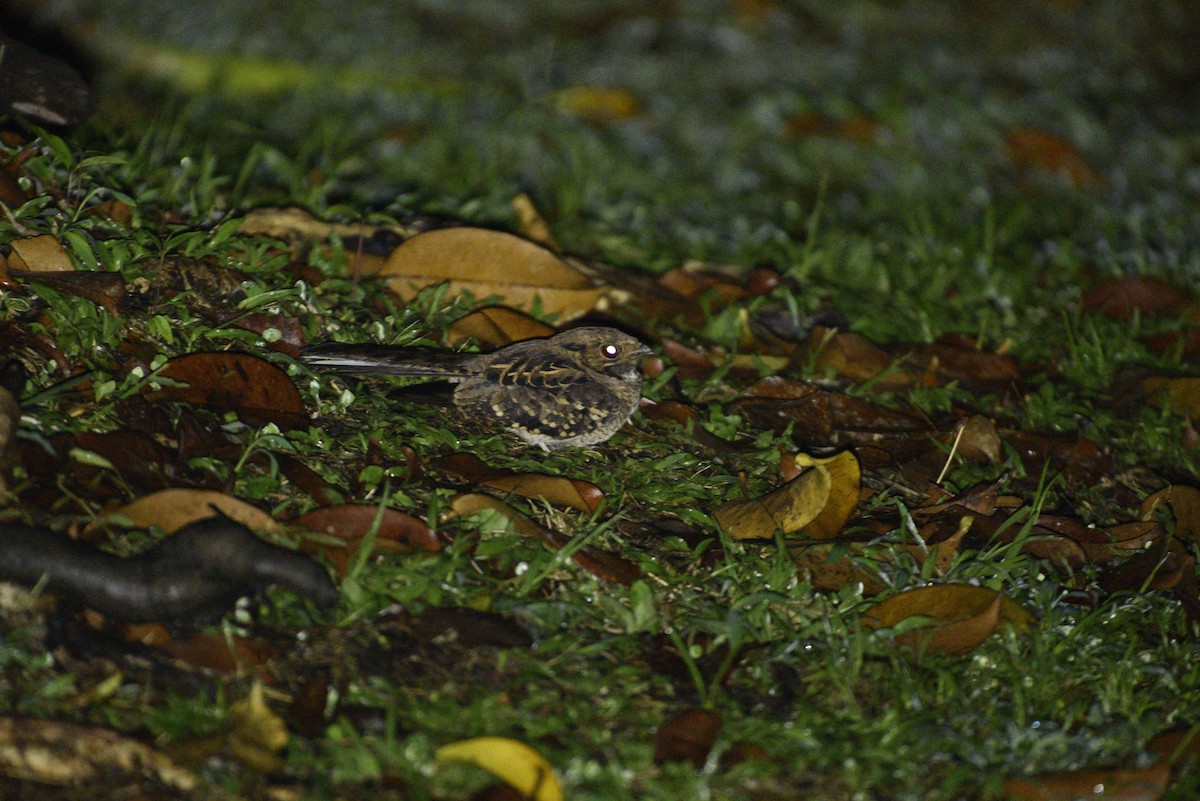 pauraquenattravn - ML647286015