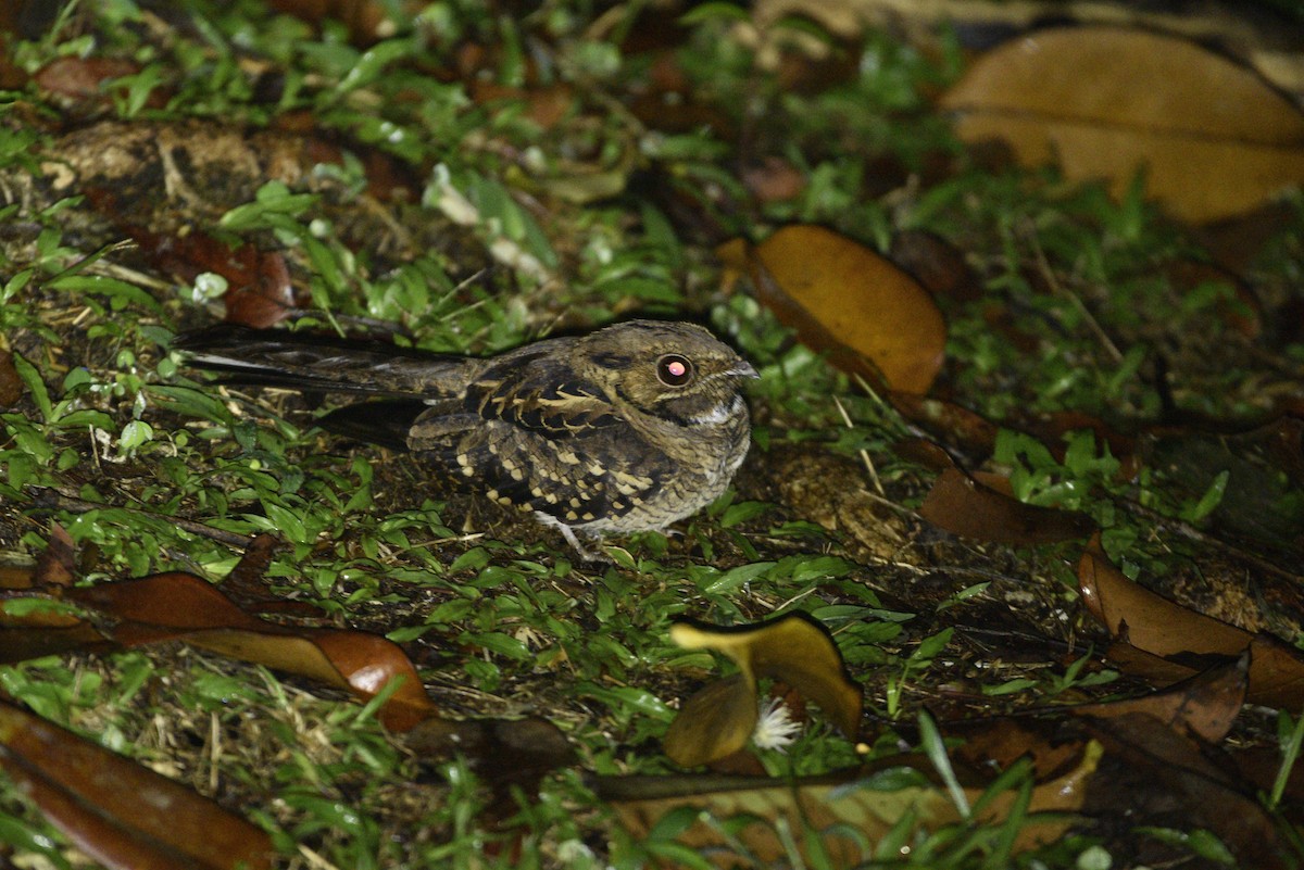 pauraquenattravn - ML647286016