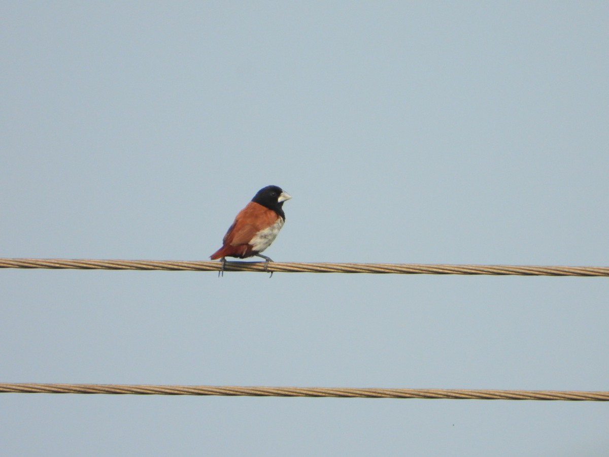 svarthodenonne - ML647286017