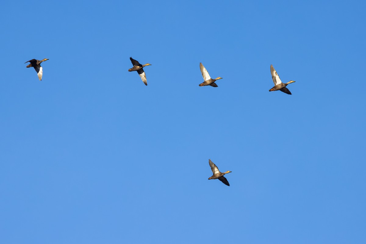 rødfotand - ML647286018