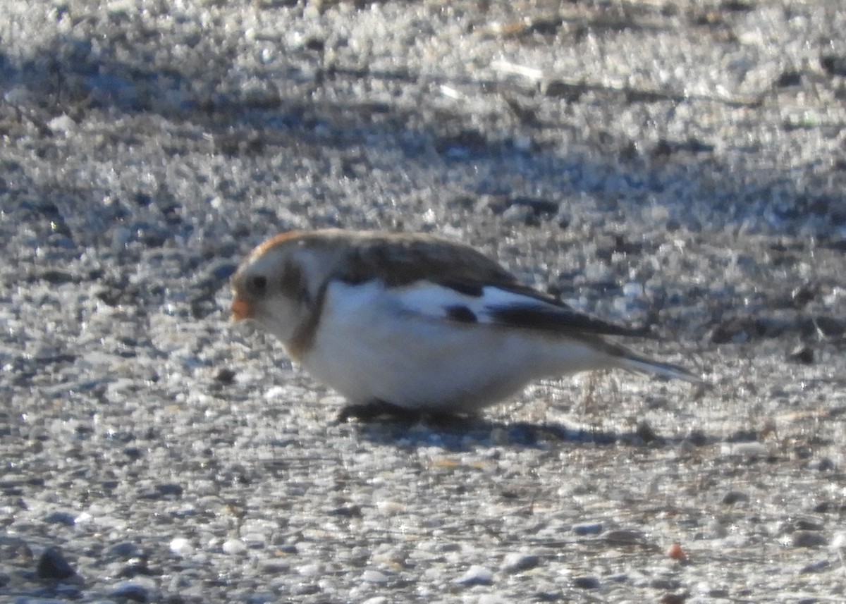 snøspurv - ML647286019