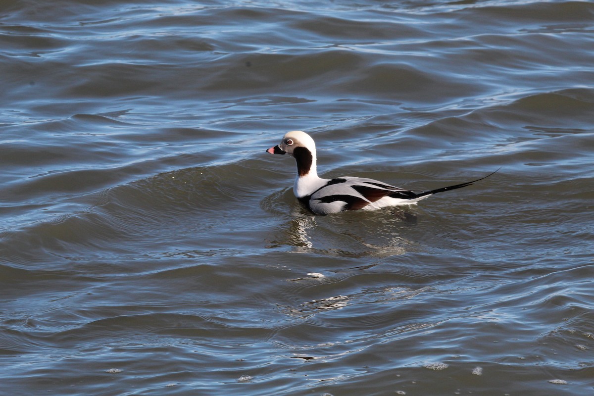 havelle - ML647286020