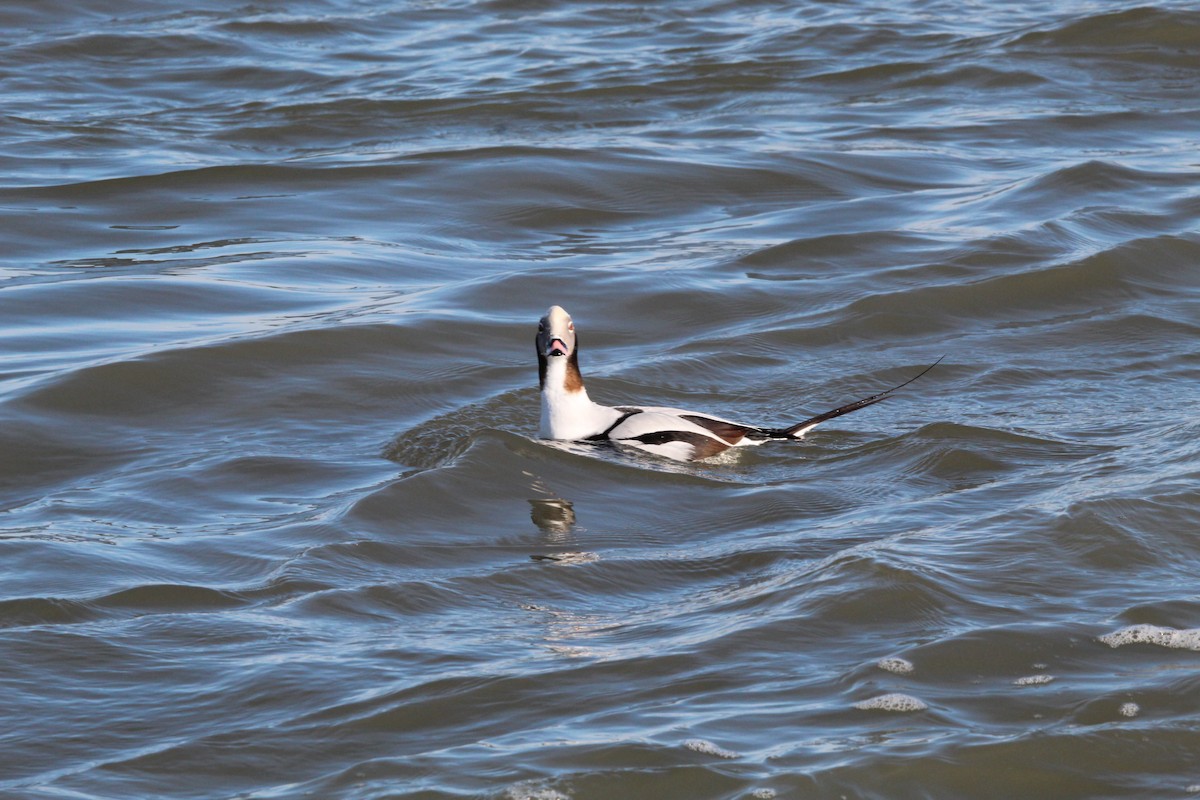 havelle - ML647286021