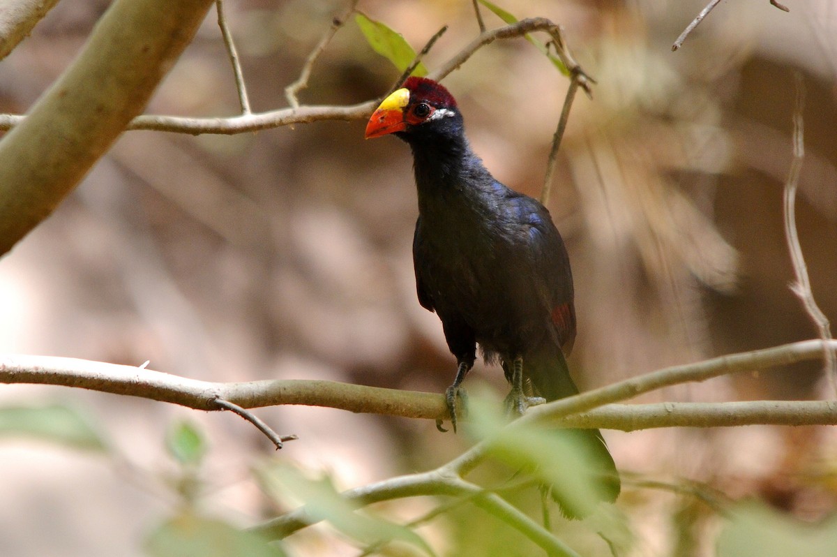 fioletturako - ML647286022