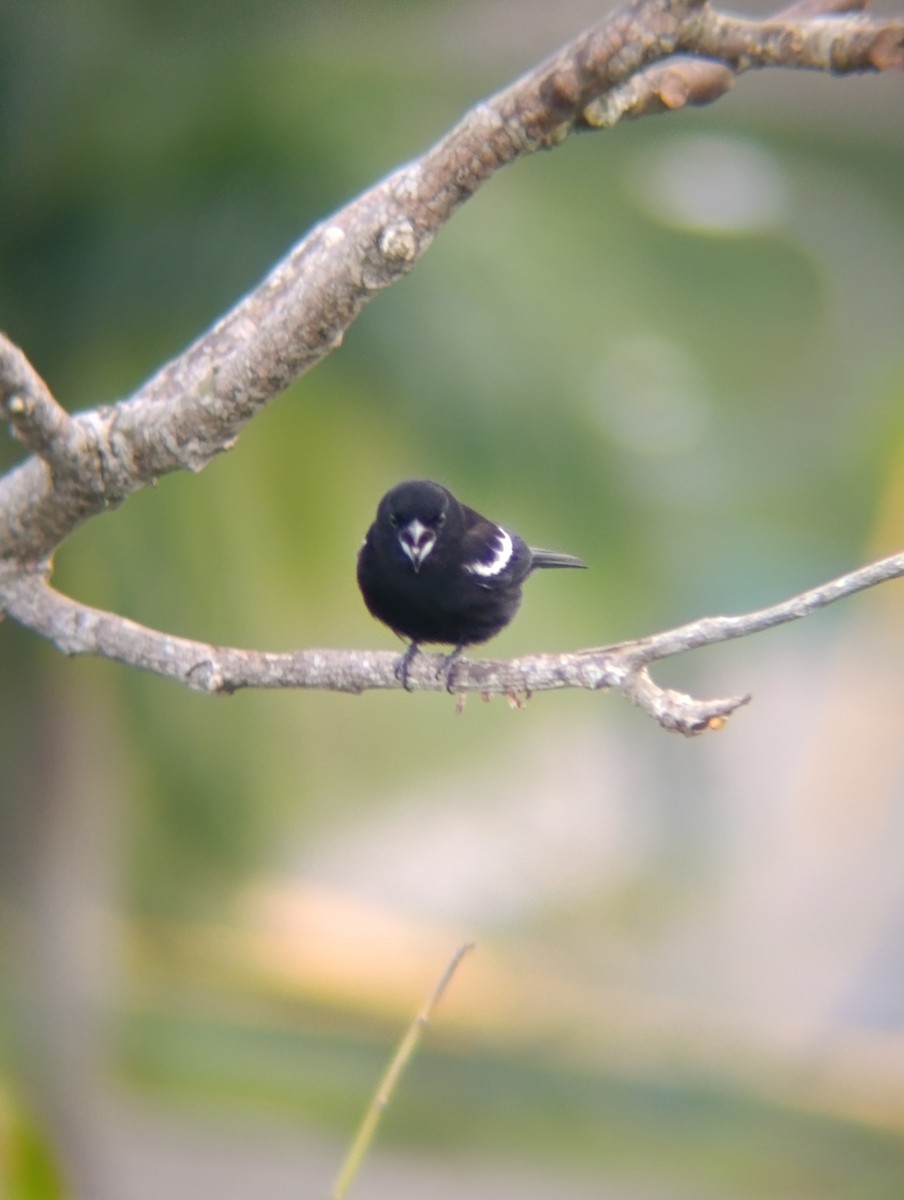 sørgetanagar - ML647286023