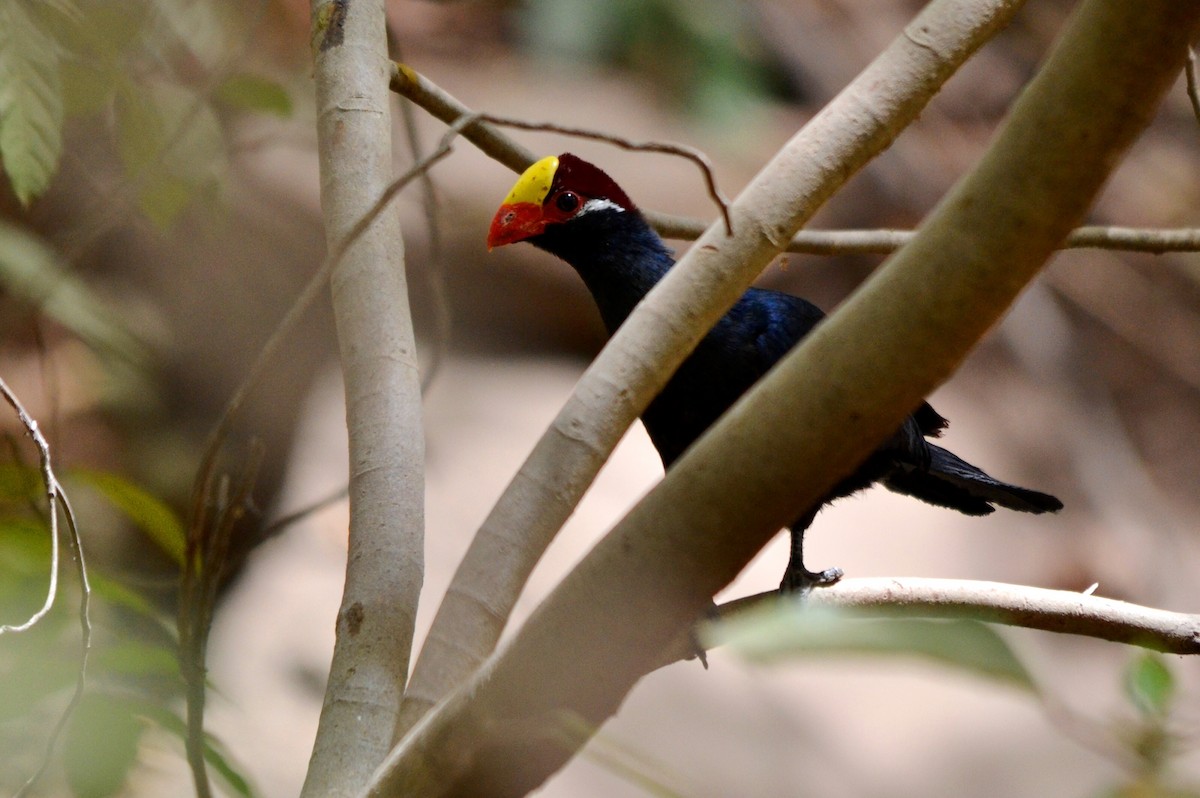 fioletturako - ML647286026