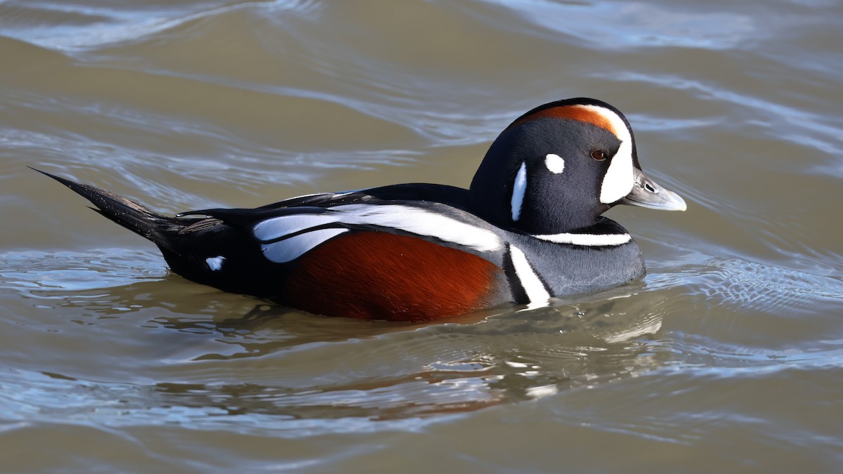 Moretta arlecchino - ML647286049