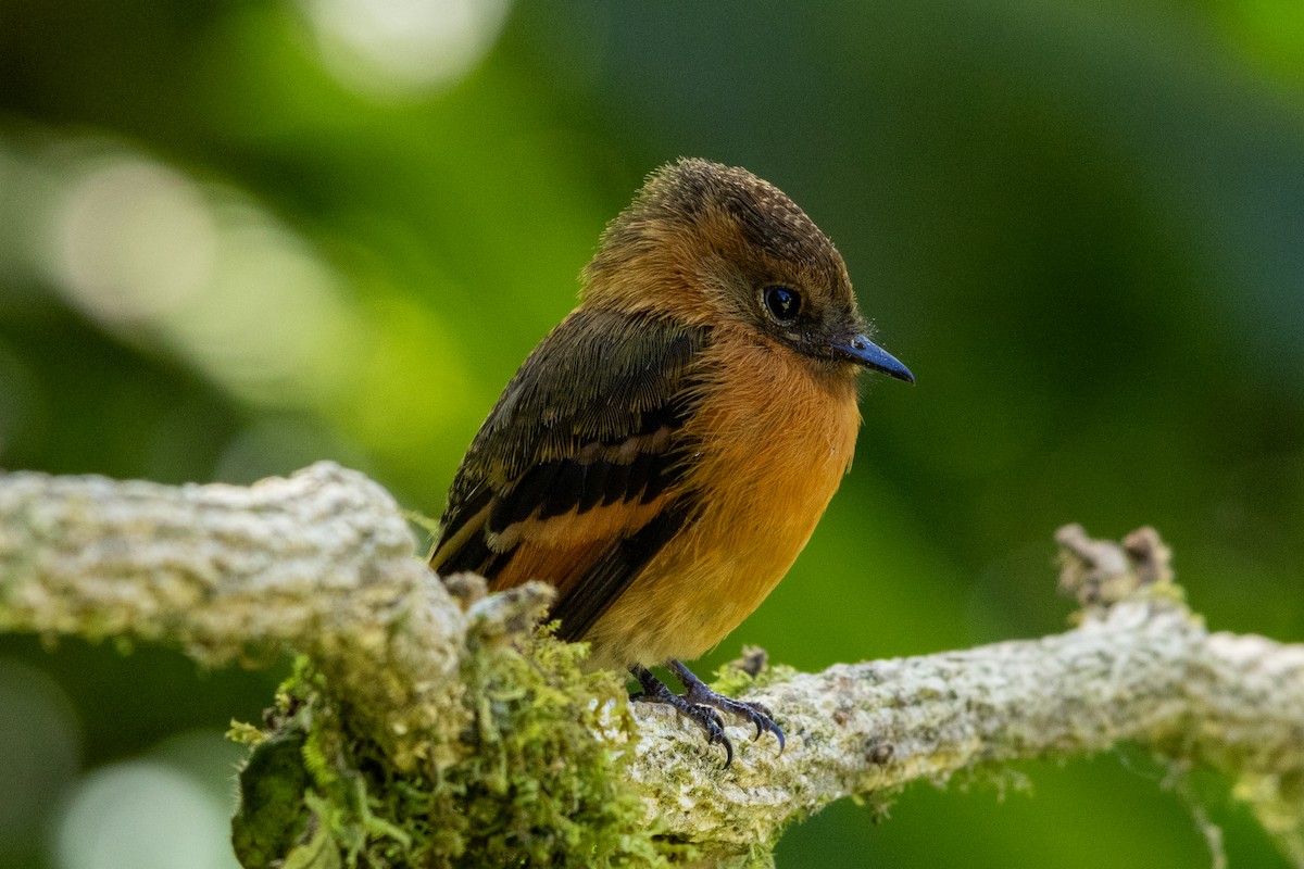 Cinnamon Flycatcher - ML647286067