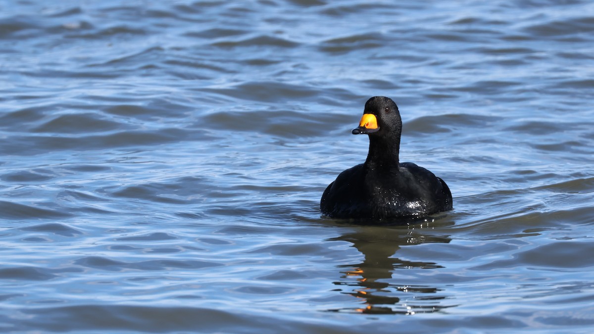 Black Scoter - ML647286084