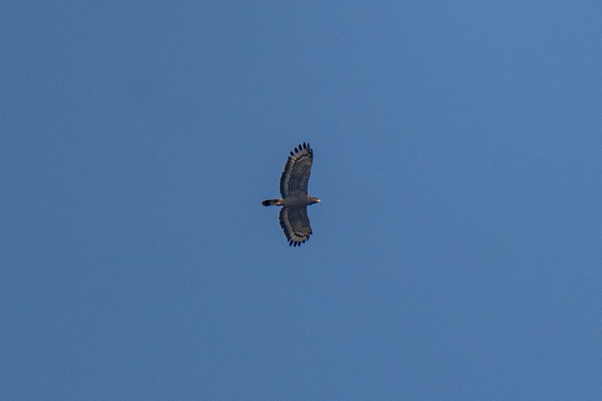 Culebrera Chiíla - ML647286088