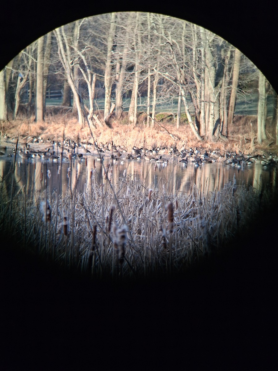 Canada Goose - ML647286115